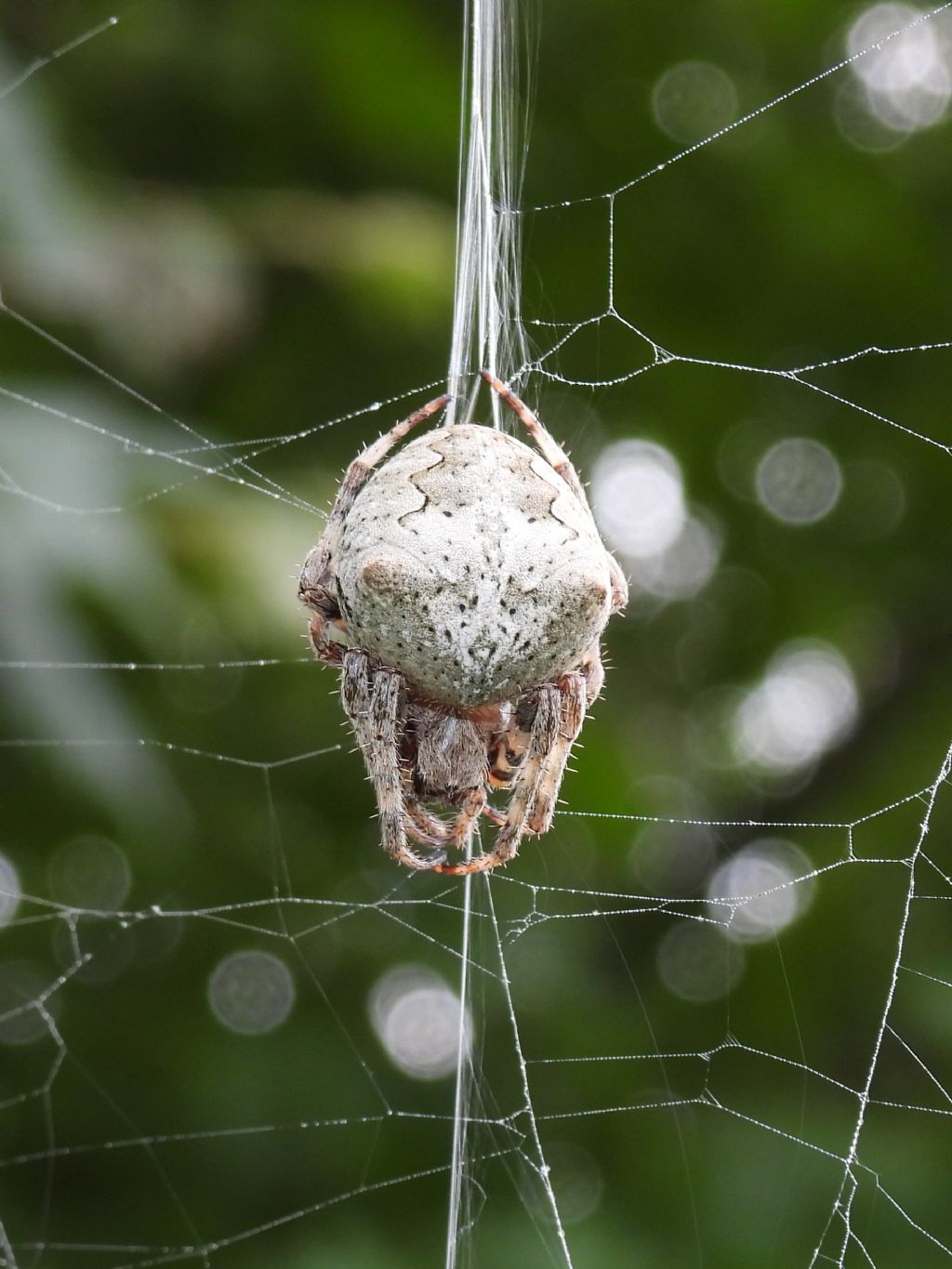Araneidae ID
